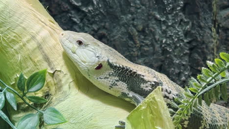 una serpiente blanca y negra parada en un árbol rodeada de plantas falsas mirando alrededor