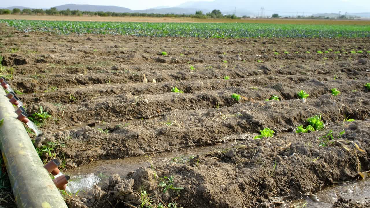 The field where various lettuces are grown is im watered by irrigation system. Agriculture concept