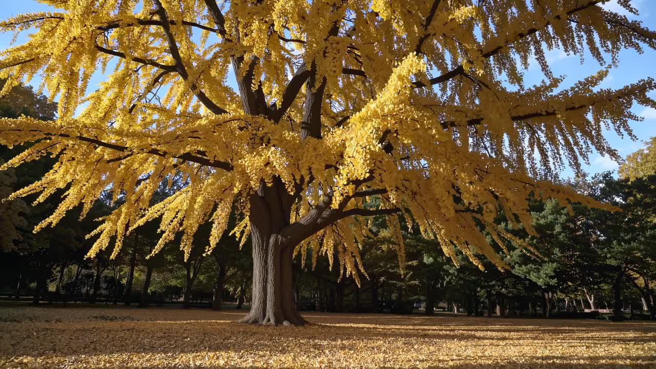 Low-angle video shot of a majestic tree with vibrant yellow leaves, capturing the serene beauty