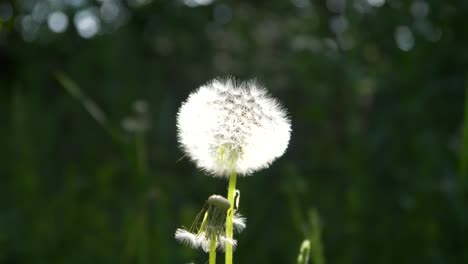 a dandelion is swinging in the wind in the nature