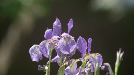 beautiful colorful violet iris flowers sway in the wind