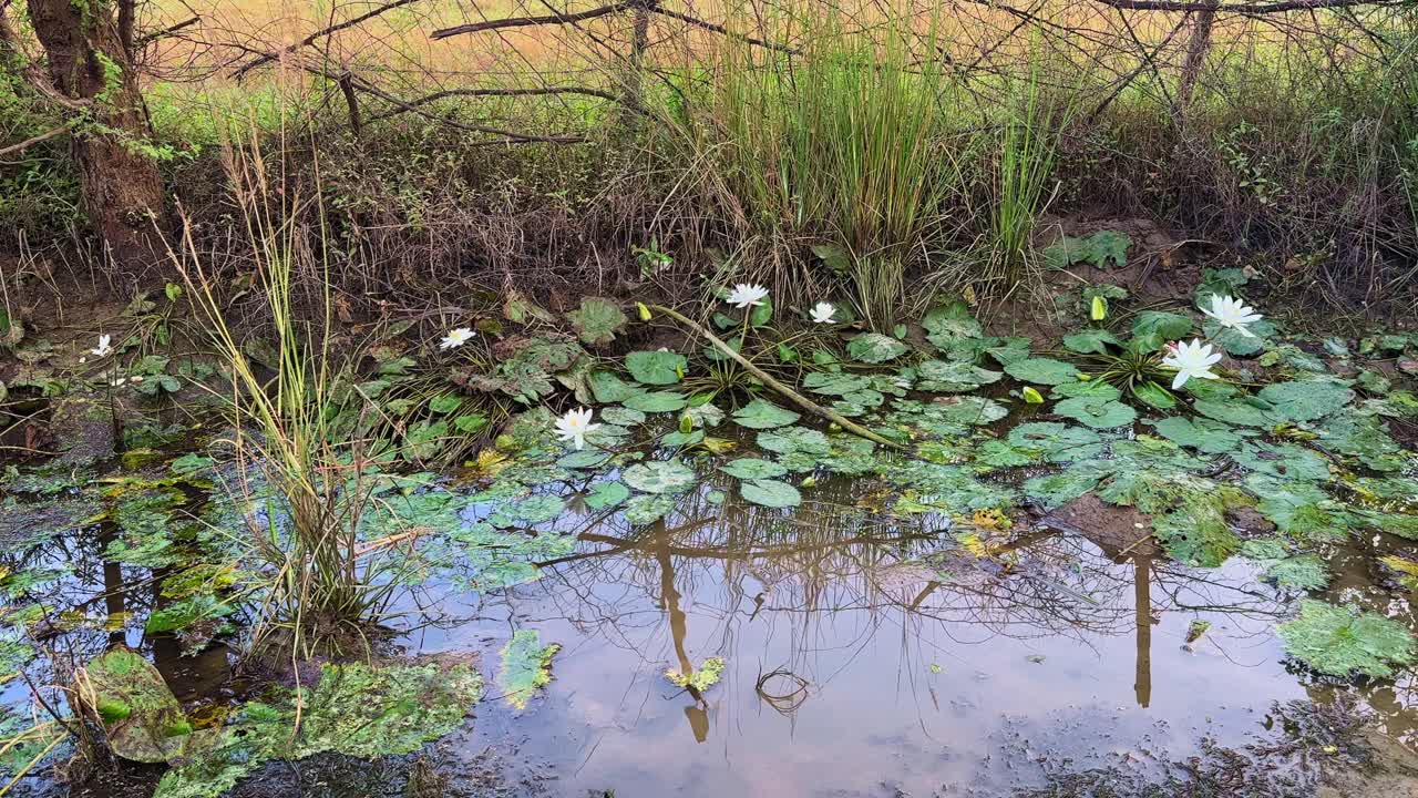 A wide slow panning shot of white water lilies (Nymphaea alba) blooming beautifully in dirty pond water surrounded by wild grass and reflections