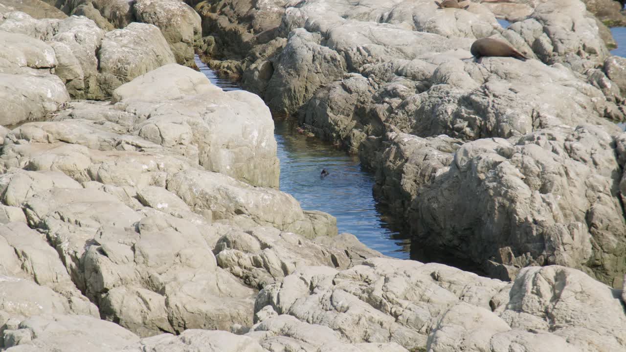 Static shot of two fur seals swimming in a rock pool in Kaikoura, New Zealand
