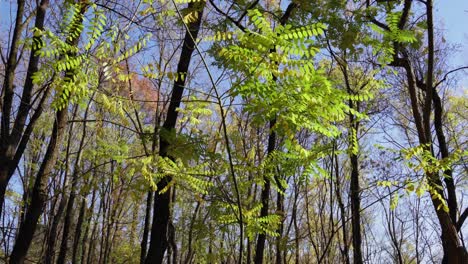 Gelbe-Blätter-Der-Akazie-Mit-Bäumen-Und-Blattlosen-Zweigen-Im-Herbsthintergrund-Des-Klaren-Blauen-Himmels,-Langsame-Neigungsansicht