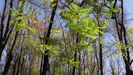 yellow leaves of acacia with trees and leafless branches in autumn background of clear blue sky, slow tilt view