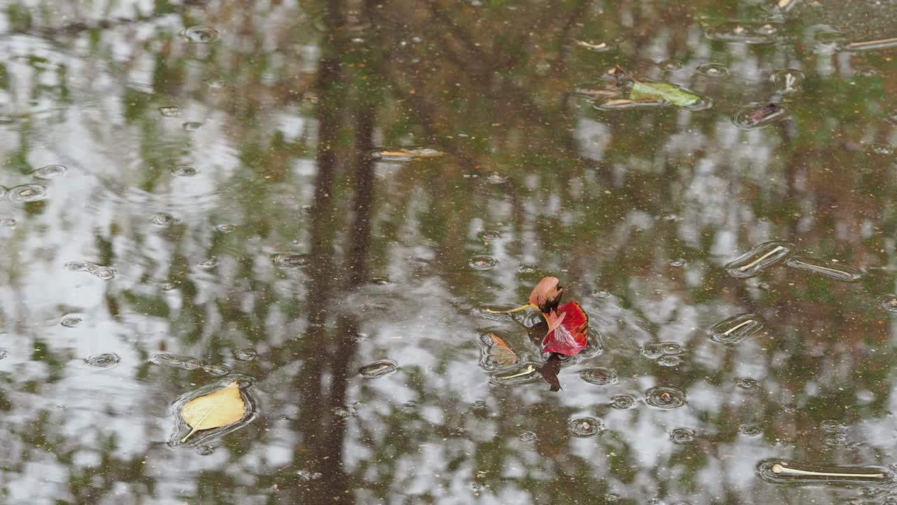 hojas rojas y amarillas en el charco en la lluvia de otoño