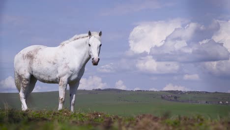 medium shot of white horse standing at a green field with blue sky looking at the camera. in south downs, east sussex, england, united kingdom
