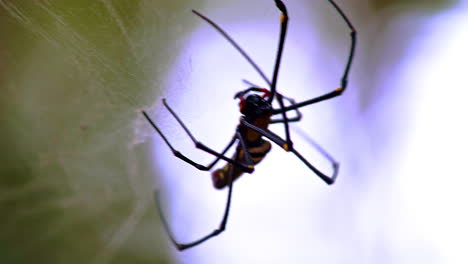 Exotische-Schwarze-Bananenspinne-Mit-Schlanken-Beinen,-Die-Dünne-Spinnennetze-Webt