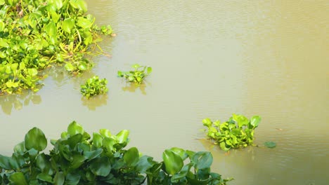 plants floating on a canal in thailand