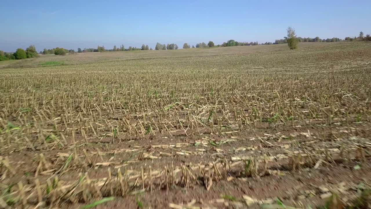 volando bajo sobre el campo de maíz cosechado