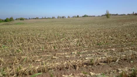 flying low over the harvested corn field