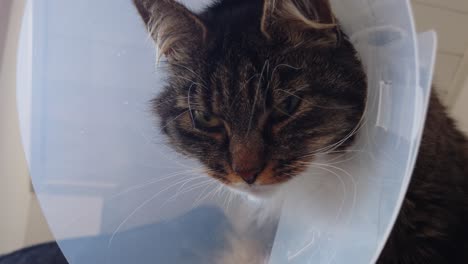 Tired-wounded-cat-with-cone-gazing