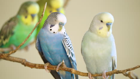 group of budgerigars or common parakeet birds resting on branch, shell parakeet or budgie