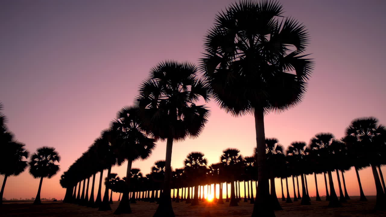 Palm Trees Silhouette at Sunset