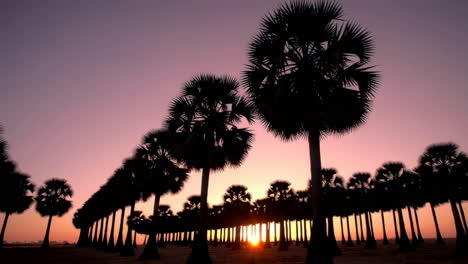 silueta de las palmeras al atardecer