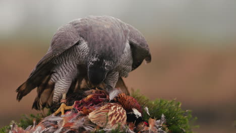 hawk feeding on prey