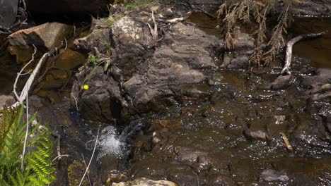 river's fresh, clear-water flowing over rocks