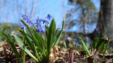 Close-up-of-blue-scilla-flowers-waving-in-wind