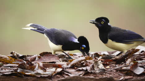 un trío de impresionantes jays de cresta de peluche capturados en el acto de alimentarse, su plumaje vibrante añadiendo estallidos de color al telón de fondo de la exuberante jungla