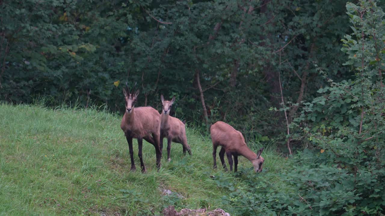 Three chamois standing and grazing on green meadow near forest edge in Switzerland