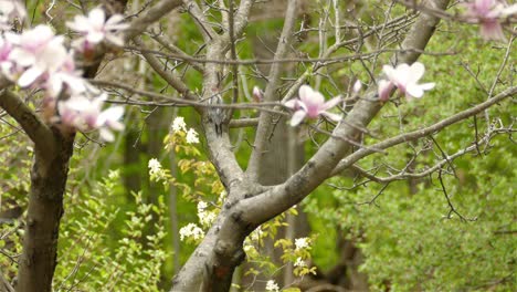 Common-bird-walks-hopping-on-tree-branch