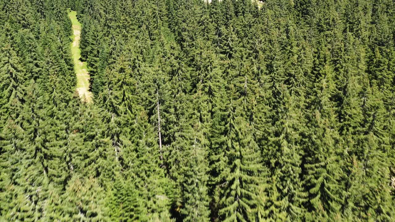 Volo su una fitta foresta verde con strada sterrata. Scatto con drone