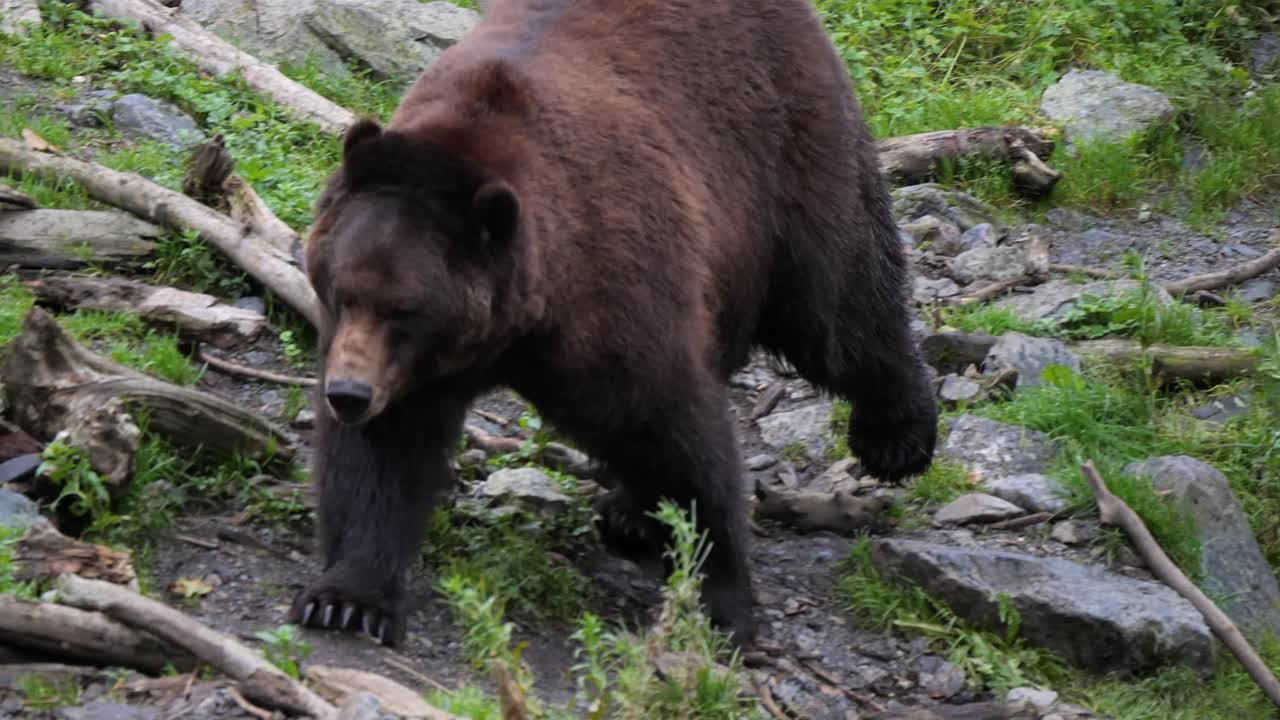 un gran oso marrón caminando lentamente, en alaska.