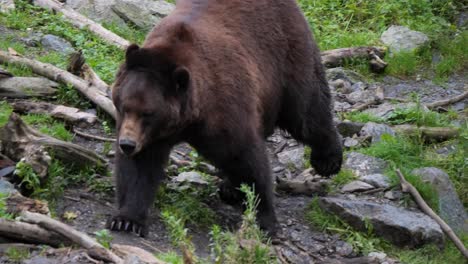 large male brown bear walking slowly, alaska