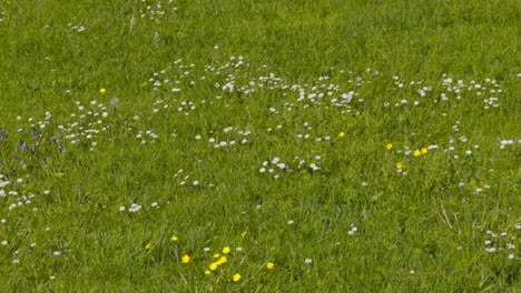 amazing field garnished with beautiful white and yellow small wild flowers