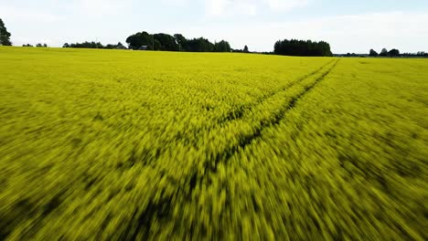 Aerial-flight-over-blooming-rapeseed-field,-flying-over-yellow-canola-flowers,-idyllic-farmer-landscape,-beautiful-nature-background,-drone-shot-fast-moving-backwards-low