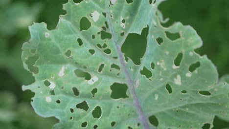 Leaves-of-cabbage-with-many-holes,-eaten-by-pests,-tilt-shot