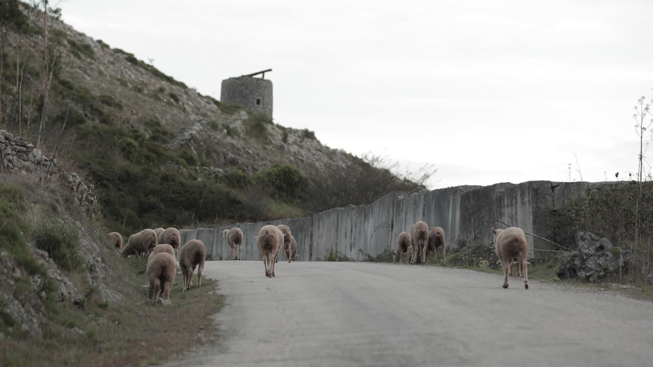 rebaño de ovejas a lo largo del camino rural cerca de una colina rocosa en el parque natural serra de aire e candeeiros en portugal - plano medio