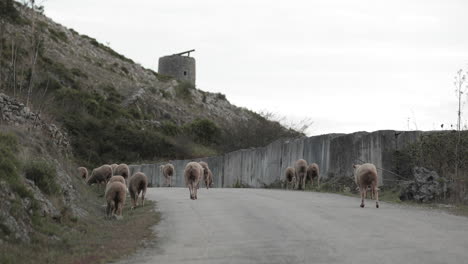 sheep flock along the rural road near a rocky hill in serra de aire e candeeiros natural park in portugal - medium shot