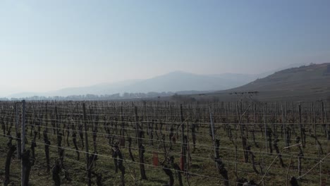 Plano-Panorámico-Del-Tranquilo-Paisaje-Soleado-De-Invierno-De-Viñedos-En-Kaysersberg,-Francia