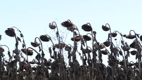dry autumn sunflowers with ripe seeds are ready for harvest dry autumn sunflowers with ripe seeds are ready for harvest sunflowers before harvest