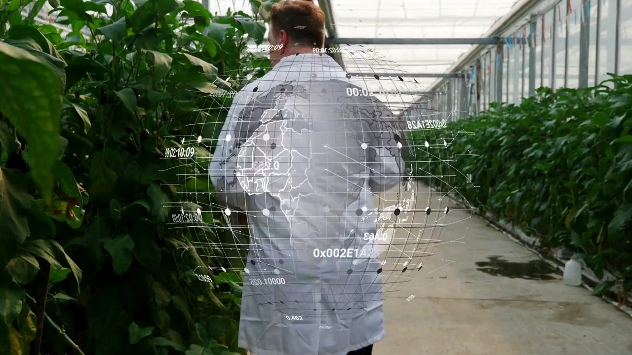 Researcher walking greenhouse checking plants with phone, activating AR globe expanding into nodes