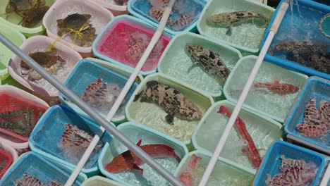 Fishes-and-seafood-in-plastic-boxes