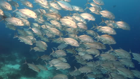 Paisaje-Marino-Con-Peces-Plateados-Escolarizados-En-El-Arrecife-De-Coral-Del-Mar