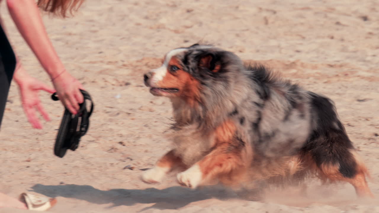 A joyful dog runs across the sandy beach under warm sunlight