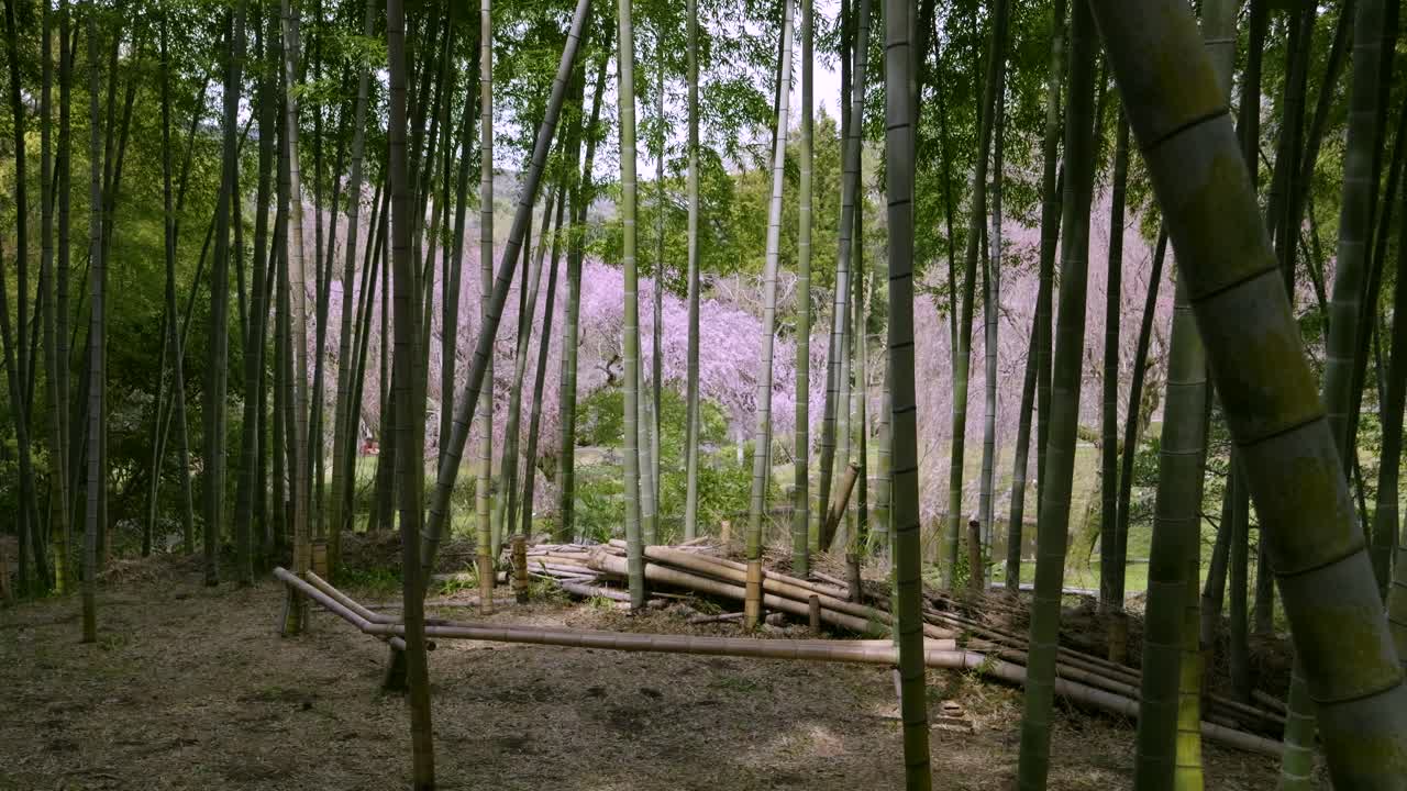 Incredible cinematic view inside dark bamboo forest with view out on blooming Sakura trees