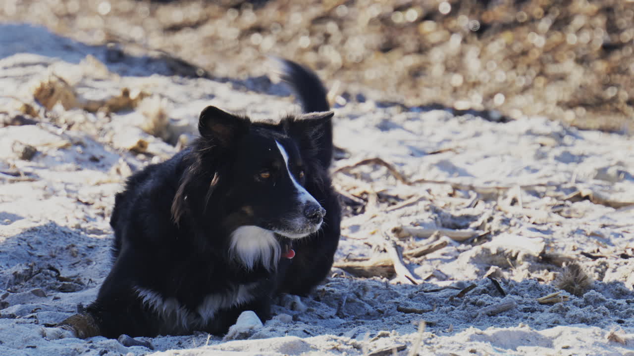 Close up of a black and white dog relaxing on the beach