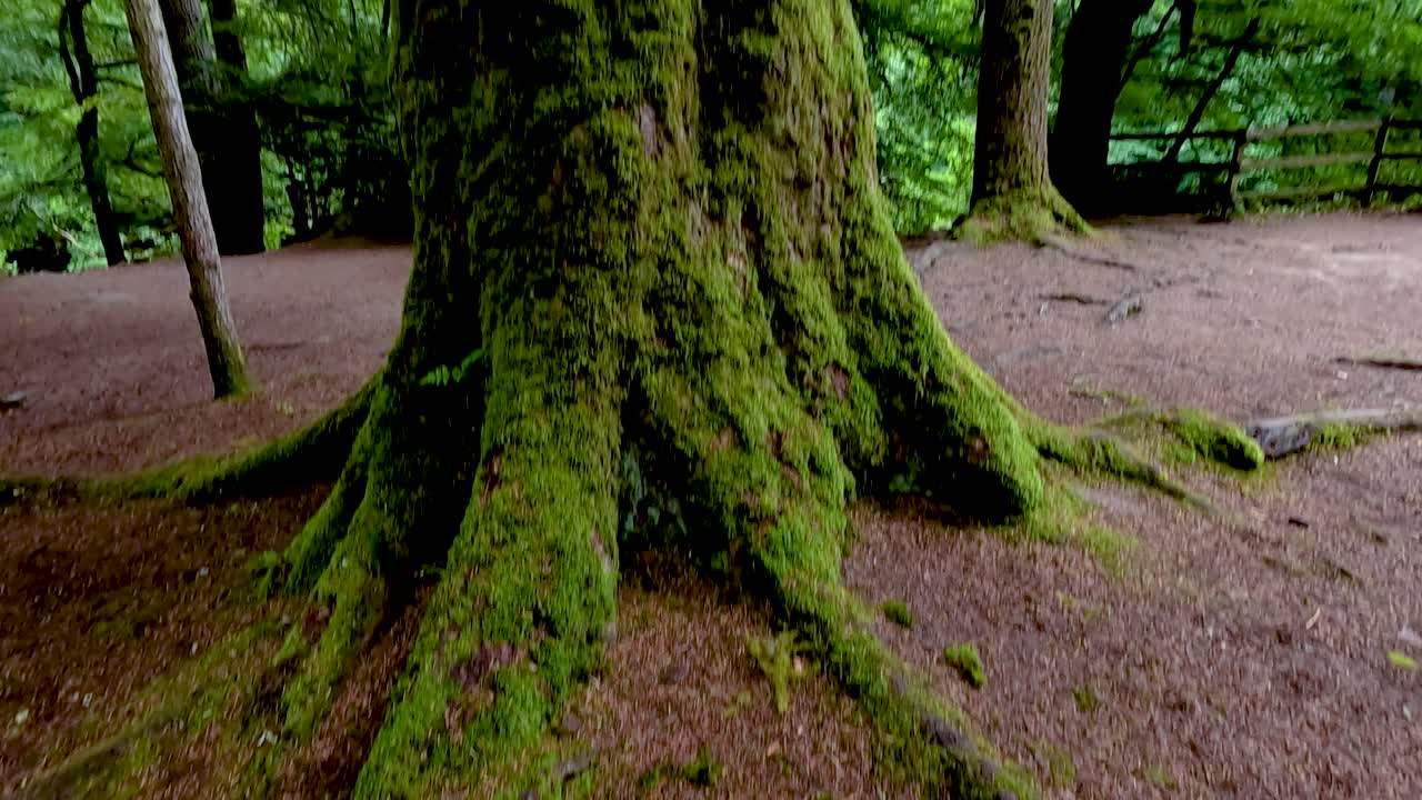 Tall pine trees in lush green forest