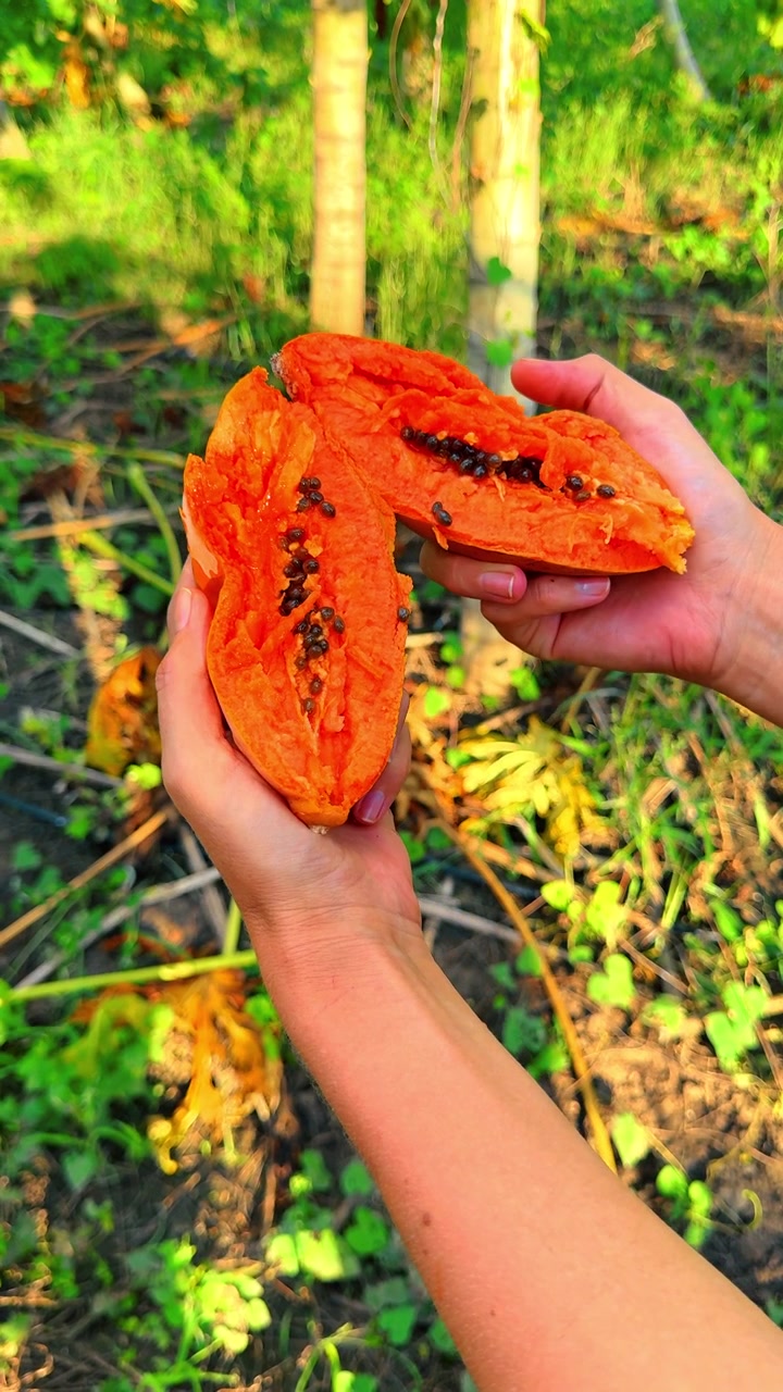 Amber stone held in forest light. Hands holding translucent amber stone in warm tropical forest light.
