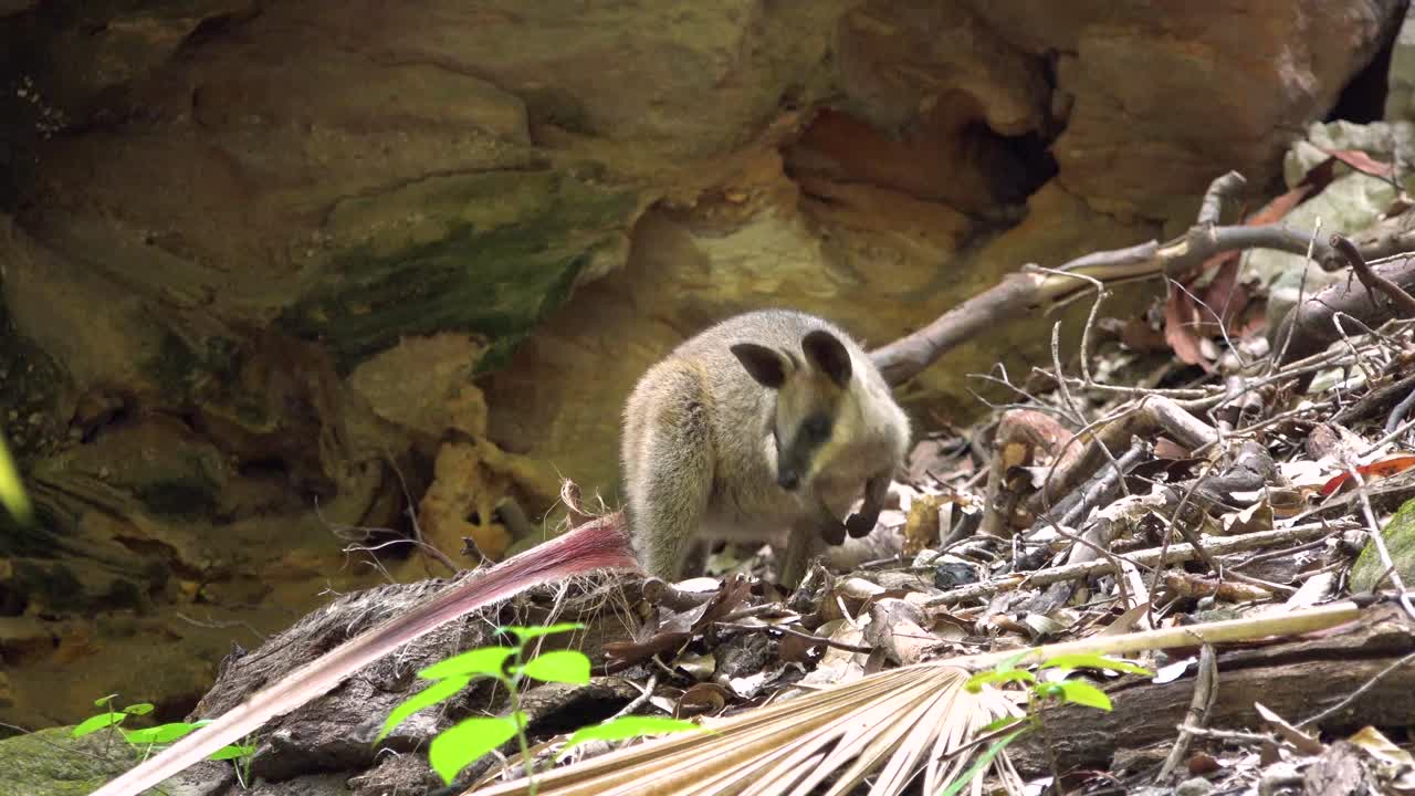 carnarvan 국립 공원 퀸즐랜드 호주에서 왈라비 아기의 중간 샷