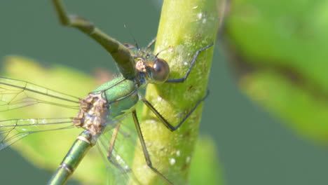 Extreme-macro-shot-of-wild-green-colored-Damselfly-resting-on-plant-in-sunlight