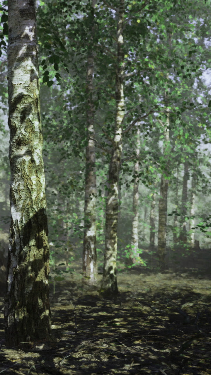 Sunlight streams through trees in a serene mystical afternoon forest