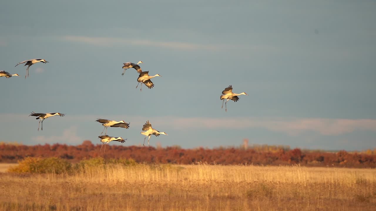 A large group of sandhill cranes flying and landing in a wetland in the evening