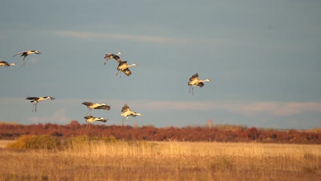 a large group of sandhill cranes flying and landing in a wetland in the evening