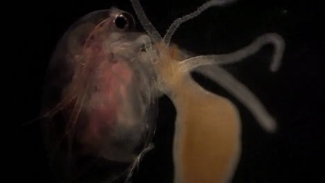 la dafnia microscópica queda atrapada en los tentáculos de una hidra