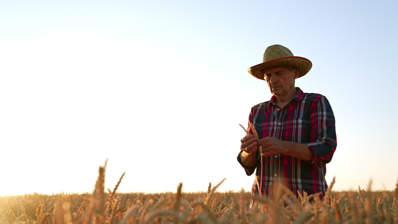 Male Caucasian farmer wearing a hat picks up ripe ears of corn. Old man checking the ripeness of wheat. Low angle view.